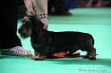 Crufts2011_2 810